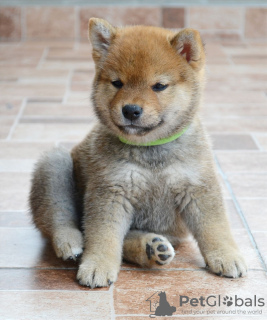 Photo №4. Je vais vendre shiba en ville de Kragujevac. éleveur - prix - négocié