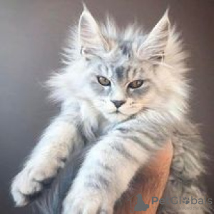 Photo №1. maine coon - à vendre en ville de Hartford | 568€ | Annonce № 109901