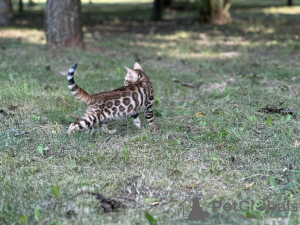 Photos supplémentaires: Garçon Savannah F2