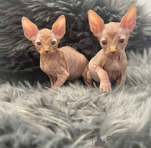 Photo №2 de l'annonce № 133901 de la vente sphynx - acheter à USA annonce privée
