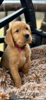 Photo №2 de l'annonce № 139070 de la vente golden retriever - acheter à Allemagne annonce privée, éleveur