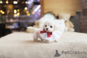 Photo №3. Dean Janet Kay Puppies House. USA