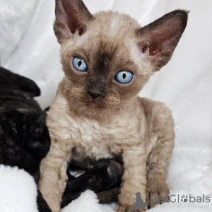 Photo №1. devon rex - à vendre en ville de Aizlingen | 350€ | Annonce № 167219