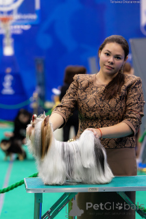 Photo №3. Treeur de castor en Fédération de Russie. Annonce № 135415