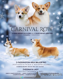 Photo №3. chiots Welsh Corgi Pembroke. Biélorussie