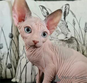 Photo №1. sphynx - à vendre en ville de Geafrees | 350€ | Annonce № 153780