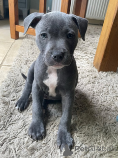 Photo №3. Ramenez à la maison des chiots Joy Staffordshire Bull Terrier disponibles. Allemagne