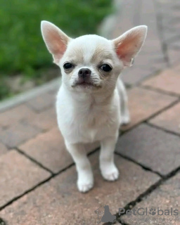 Photo №2 de l'annonce № 126845 de la vente chien bâtard - acheter à France éleveur