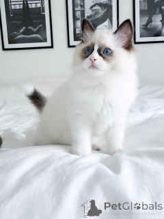 Photo №1. ragdoll - à vendre en ville de Werriste | 2809€ | Annonce № 176612