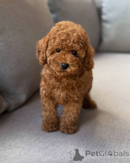 Photo №2 de l'annonce № 150828 de la vente caniche (jouet) - acheter à Allemagne éleveur