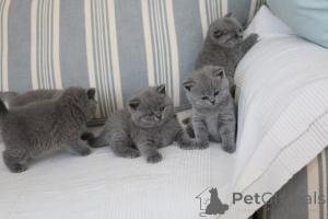Photo №2 de l'annonce № 164514 de la vente british shorthair - acheter à Allemagne 