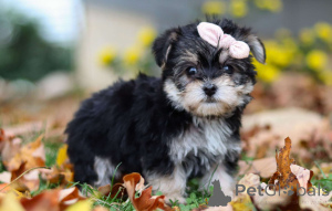 Photo №1.  - à vendre en ville de Berlin | négocié | Annonce №156764