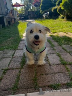 Photo №3. Magnifiques chiots Jack Russell Terrier à la recherche de leur foyer pour. Suisse