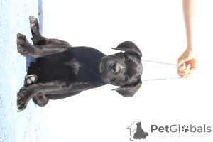 Photo №4. Je vais vendre cane corso en ville de Buzău. éleveur - prix - 2000€