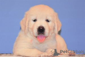 Photo №2 de l'annonce № 109279 de la vente golden retriever - acheter à Allemagne annonce privée, éleveur