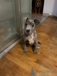 Photo №3. Wunderschöne Pitbull-Welpen suchen ein liebevolles neues Zuhause. Allemagne