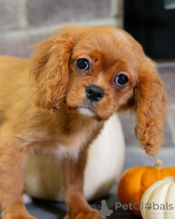 Photo №3. Sweet Daisy est un pur bonheur sous une forme poilue ! Ludique, douce et pleine. Suisse