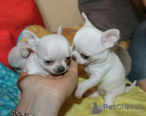 Photo №1. chihuahua - à vendre en ville de Prague | négocié | Annonce №124617