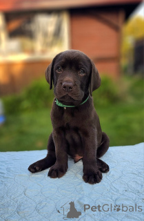 Photo №2 de l'annonce № 160297 de la vente labrador retriever - acheter à La finlande annonce privée