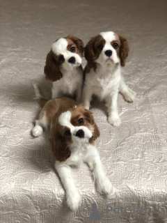 Photo №2 de l'annonce № 18614 de la vente cavalier king charles spaniel - acheter à Biélorussie annonce privée