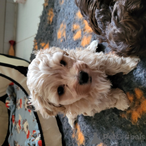 Photo №4. Je vais vendre bolonka en ville de Daszewice. annonce privée, de la fourrière - prix - négocié