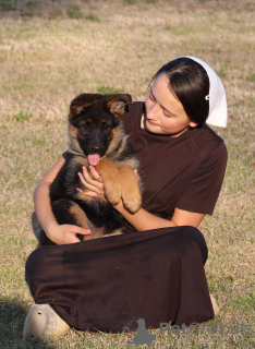 Photo №2 de l'annonce № 142818 de la vente berger allemand - acheter à Allemagne annonce privée