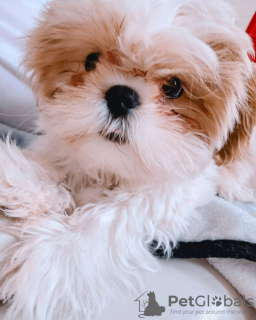 Photo №2 de l'annonce № 101127 de la vente shih tzu - acheter à Pologne annonce privée