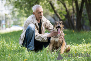 Photo №3. Un merveilleux chien Mila cherche une famille.. Fédération de Russie
