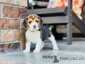 Photo №1. beagle - à vendre en ville de Manchester | 700€ | Annonce №165717