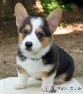 Photo №1. welsh corgi - à vendre en ville de Chemnitz | Gratuit | Annonce №160337