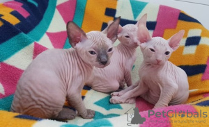 Photo №1. sphynx - à vendre en ville de Дублин | 250€ | Annonce № 124263