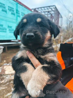 Photo №1. chien bâtard - à vendre en ville de Москва | Gratuit | Annonce №125199