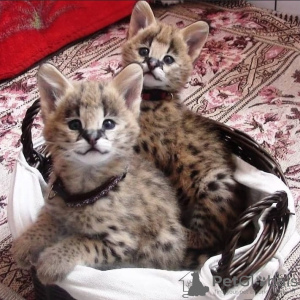 Photo №3. Kvalitets Afrika serval katt jusqu'à salgs et savannah katt pour l'adoption. Norvège