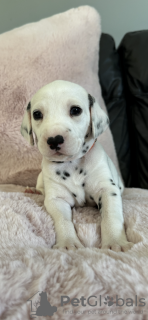 Photo №1. dalmatien - à vendre en ville de 9, Double Shoals | 331€ | Annonce №115050