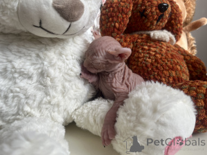Photo №4. Je vais vendre sphynx en ville de Москва. éleveur - prix - négocié