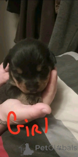 Photo №1. rottweiler - à vendre en ville de Tennessee City | 1063€ | Annonce №139727