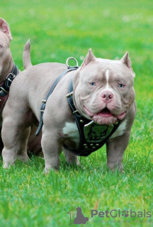 Photo №4. Je vais vendre american bully en ville de Riga. annonce privée, éleveur - prix - négocié