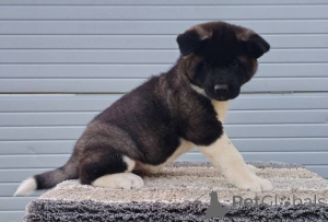 Photo №4. Je vais vendre staffordshire bull terrier en ville de Požarevac.  - prix - négocié