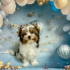 Photo №1. biewer yorkshire terrier - à vendre en ville de Minsk | 1450€ | Annonce №158573