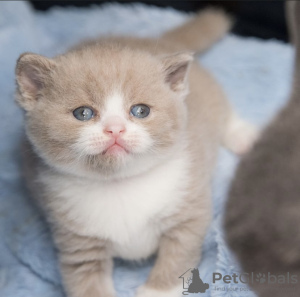 Photo №2 de l'annonce № 108937 de la vente british shorthair - acheter à Allemagne annonce privée