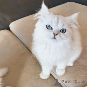 Photo №1.  - à vendre en ville de Vienne | Gratuit | Annonce № 162285