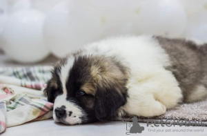 Photo №3. Chiots de chien de garde de Moscou. Ukraine