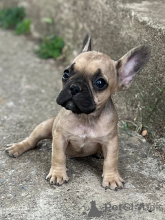 Photo №2 de l'annonce № 149480 de la vente bouledogue - acheter à Pays Bas de la fourrière