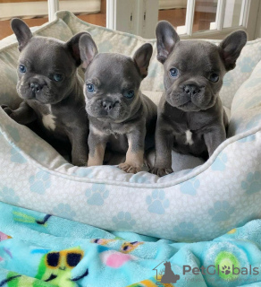 Photo №1. bouledogue - à vendre en ville de Empalme Olmos | 280€ | Annonce №68455