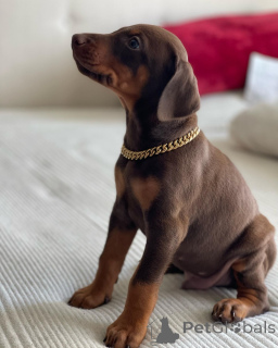 Photo №2 de l'annonce № 163827 de la vente dobermann - acheter à Pologne éleveur