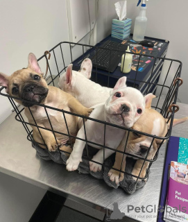 Photo №4. Je vais vendre bouledogue en ville de Баха Малибу. annonce privée - prix - négocié