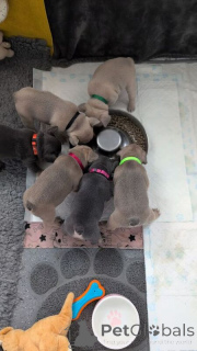 Photo №1. bouledogue - à vendre en ville de Monterrey | Gratuit | Annonce №147158