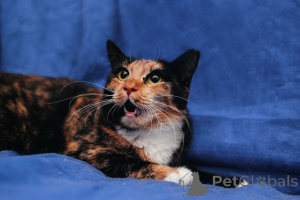 Photo №1.  - à vendre en ville de Minsk | Gratuit | Annonce № 164182