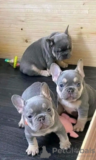 Photo №2 de l'annonce № 80048 de la vente bouledogue - acheter à La finlande annonce privée, éleveur