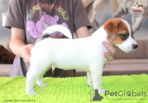 Photo №2 de l'annonce № 107631 de la vente jack russell terrier - acheter à Pologne éleveur